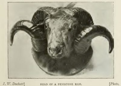 Photo os the head of a Penistone ram